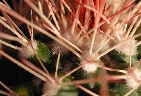 Mammillaria tolimensis (1).jpg